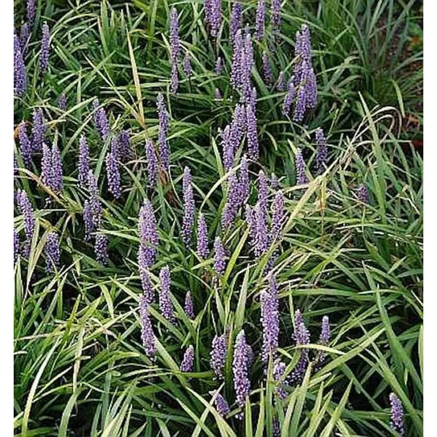 Lilientraube Monymaker - Liriope muscaria