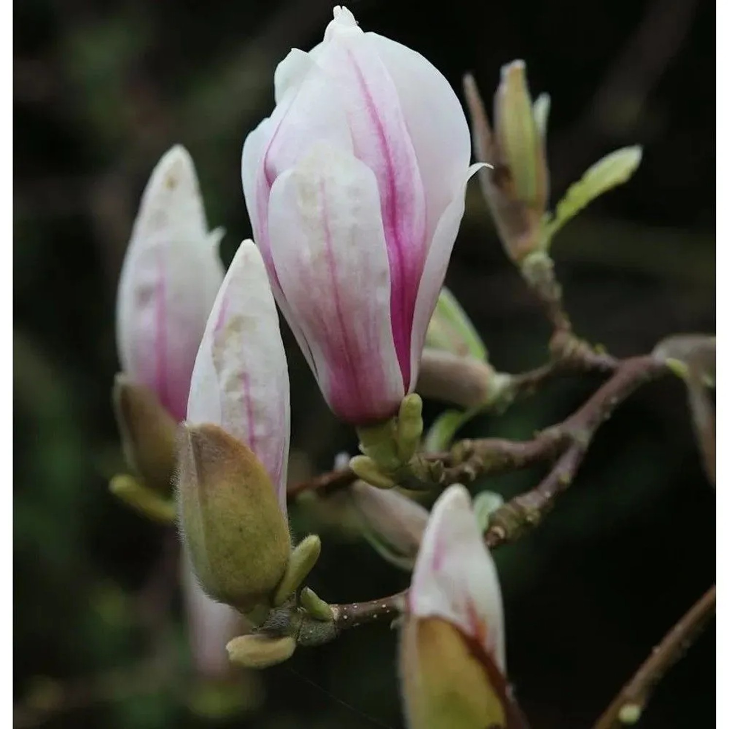 Tulpen Magnolie 60-80cm - Magnolia soulangiana