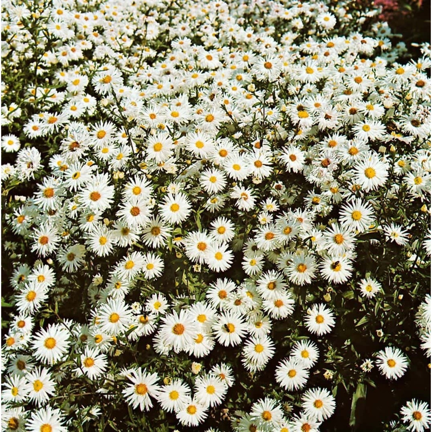 Aster Novi-belgii Schneeberg Glattblattaster Ca. 9x9 cm Topf günstig online kaufen