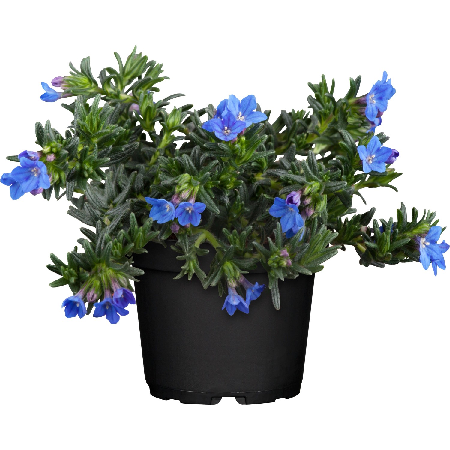 Steinsame Blau Topf-Ø ca. 12 cm Lithodora diffusa
