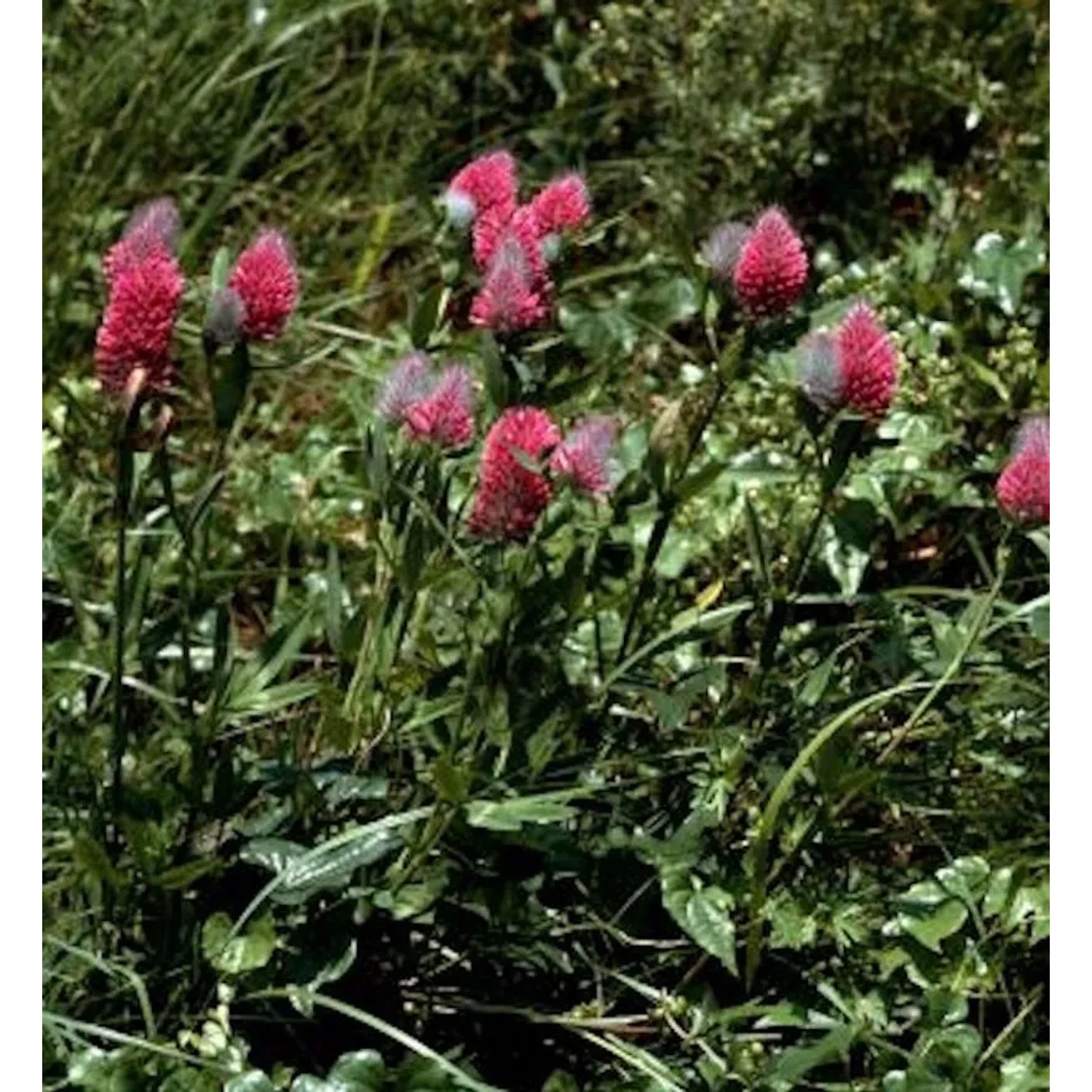 Purpur-Klee - Trifolium rubens