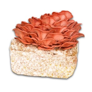 Hawlik Pilzbrut Bio Rosenseitling Fertigpilzkultur für Kinderleichte Pilzzucht Zuhause