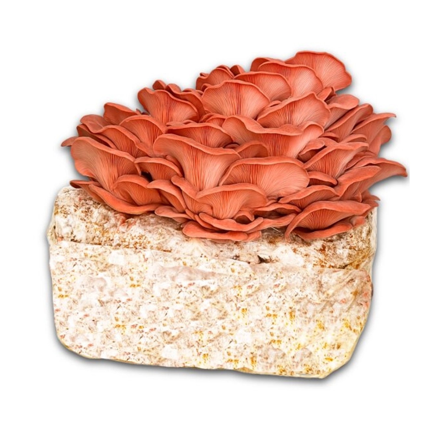 Hawlik Pilzbrut Bio Rosenseitling Fertigpilzkultur für Kinderleichte Pilzzu günstig online kaufen