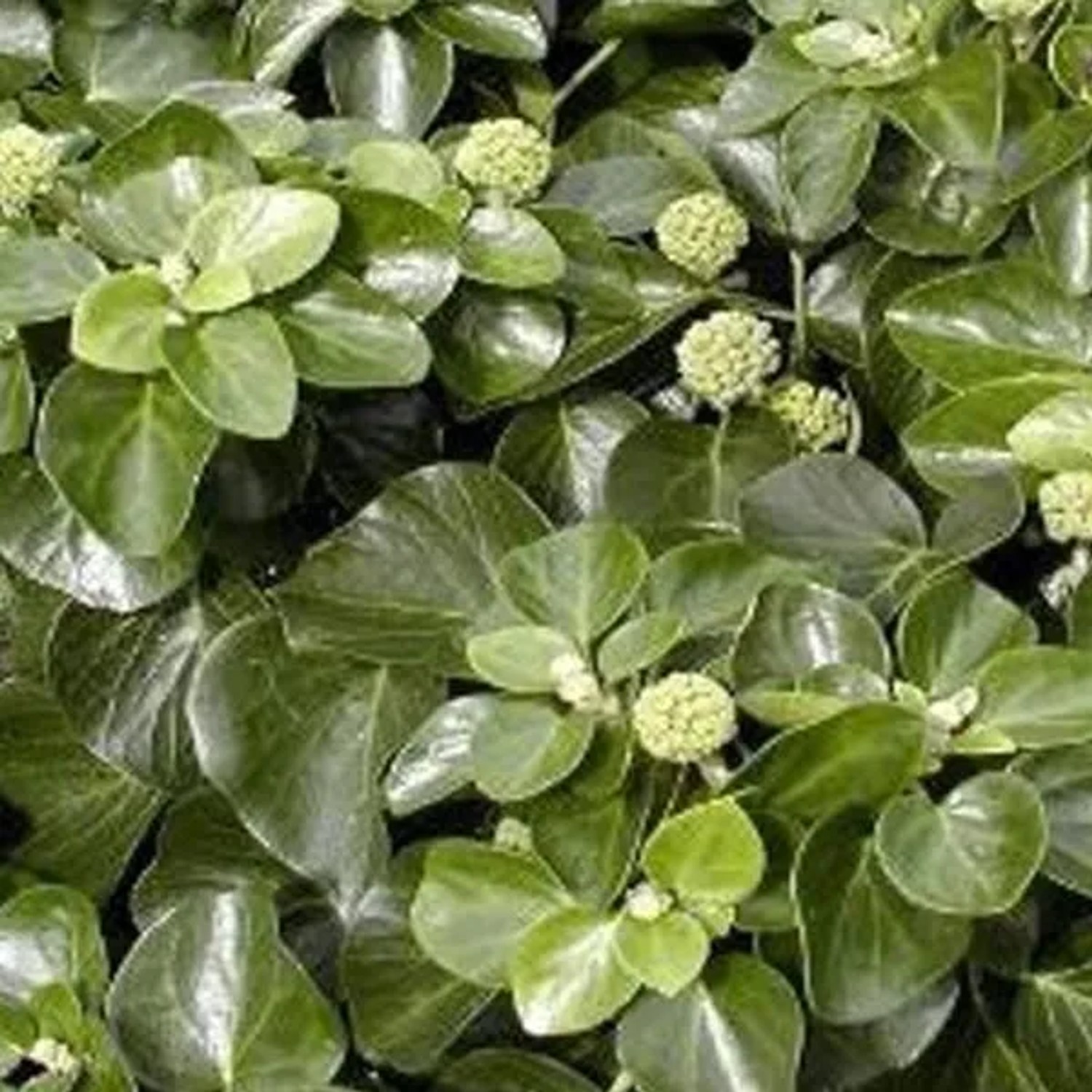 Strauch-Efeu 'Arbori Compact' Hedera helix 20 bis 25 cm im Container Immergrün