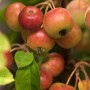 Nahaufnahme von roten Zieräpfeln am Malus Evereste Baum.