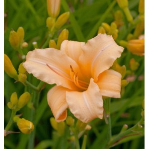Nahaufnahme einer apricotfarbenen Taglilie 'Curls' (Hemerocallis), Stauden-Blüte im Garten.