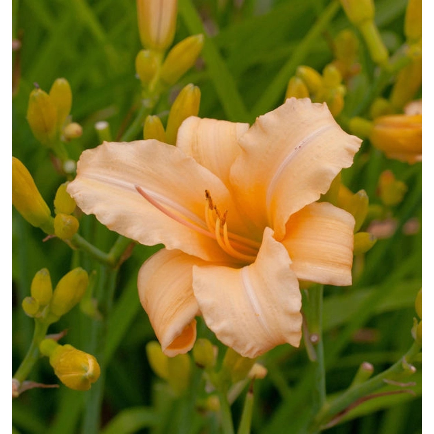 Taglilie Curls - Hemerocallis cultorum günstig online kaufen