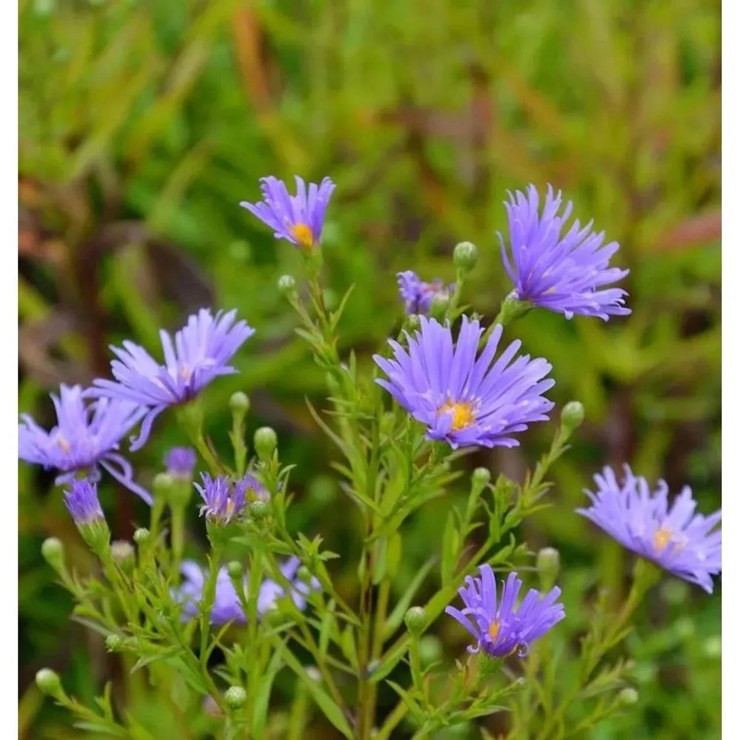 Rauhblattaster Blütenmeer - Aster novae angliae