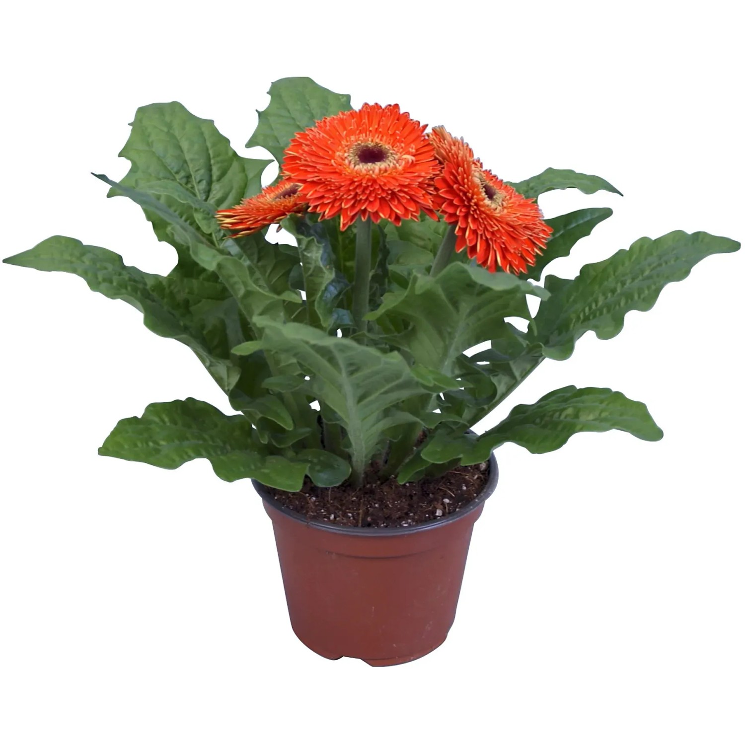 Gerbera Als Zimmerpflanze
