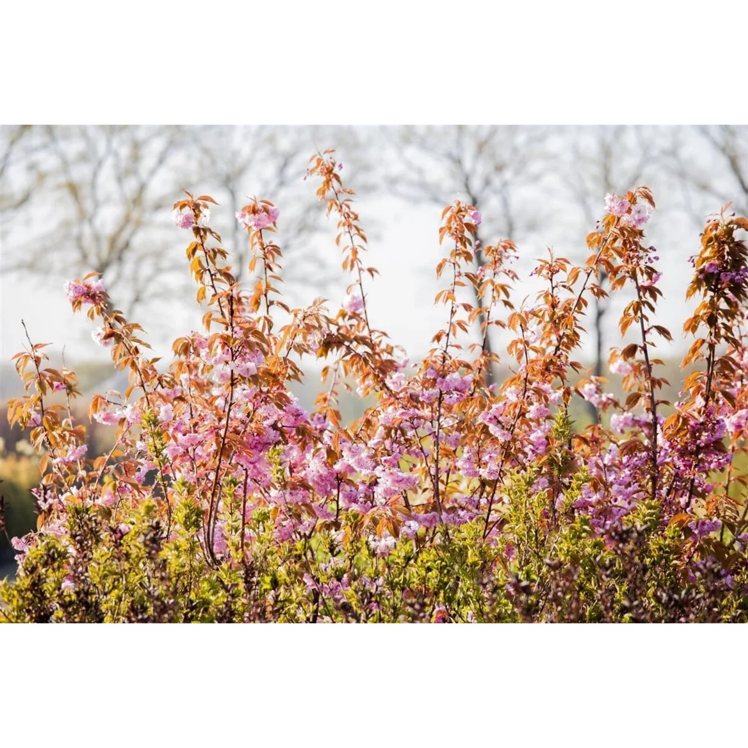 Japanische Blütenkirsche 'Kanzan' mit rosa Blüten, 60-80 cm hoch.
