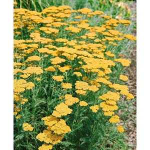 Goldgelbe Goldgarbe (Achillea filipendulina) im 9x9 cm Topf, blühende Staude für sonnige Standorte.
