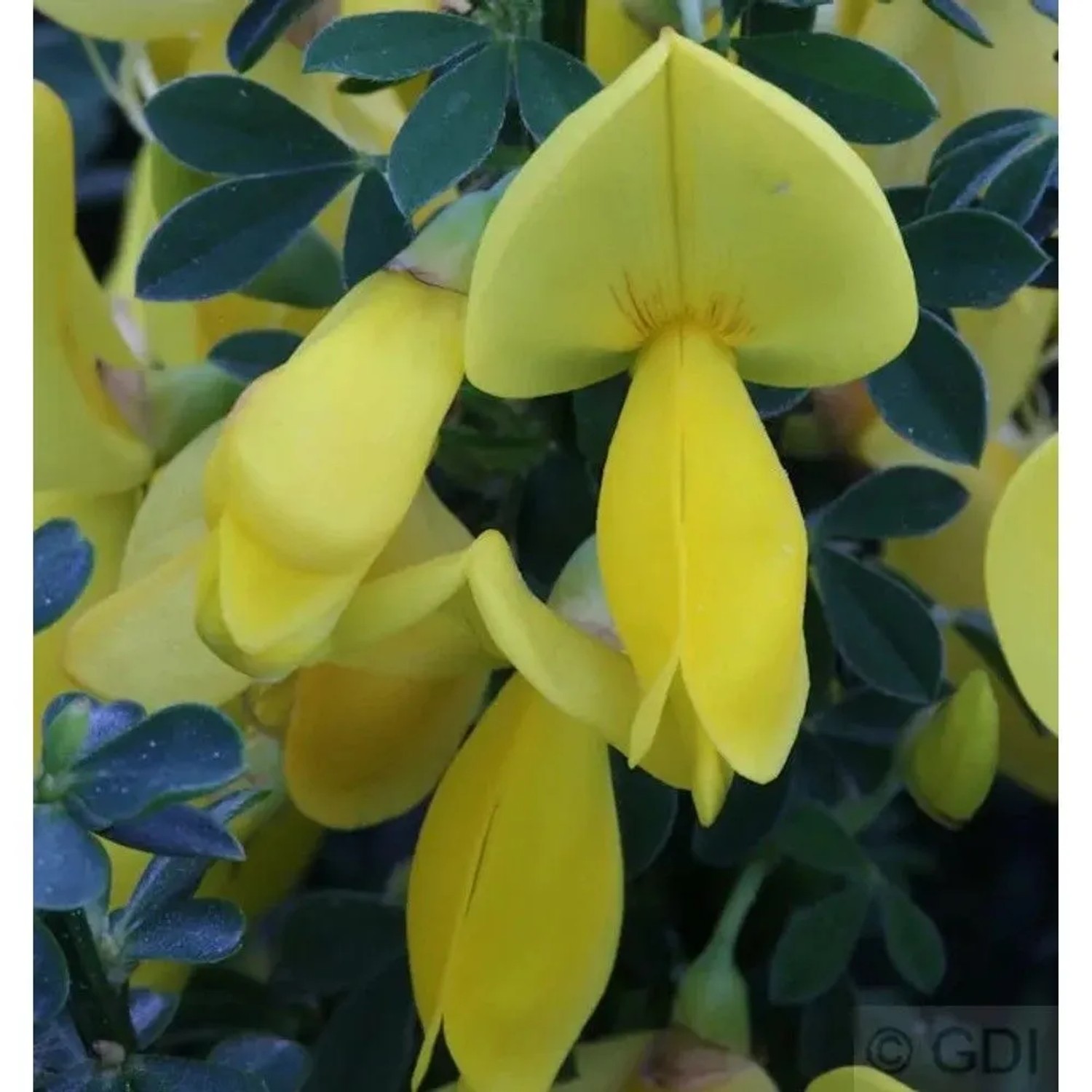 Schmuckginster Golden Sunlight 60-80cm - Cytisus scoparius