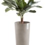Ecopots Amsterdam Pflanztopf, halbhoch, braungrau, 50 cm, mit grüner Pflanze.