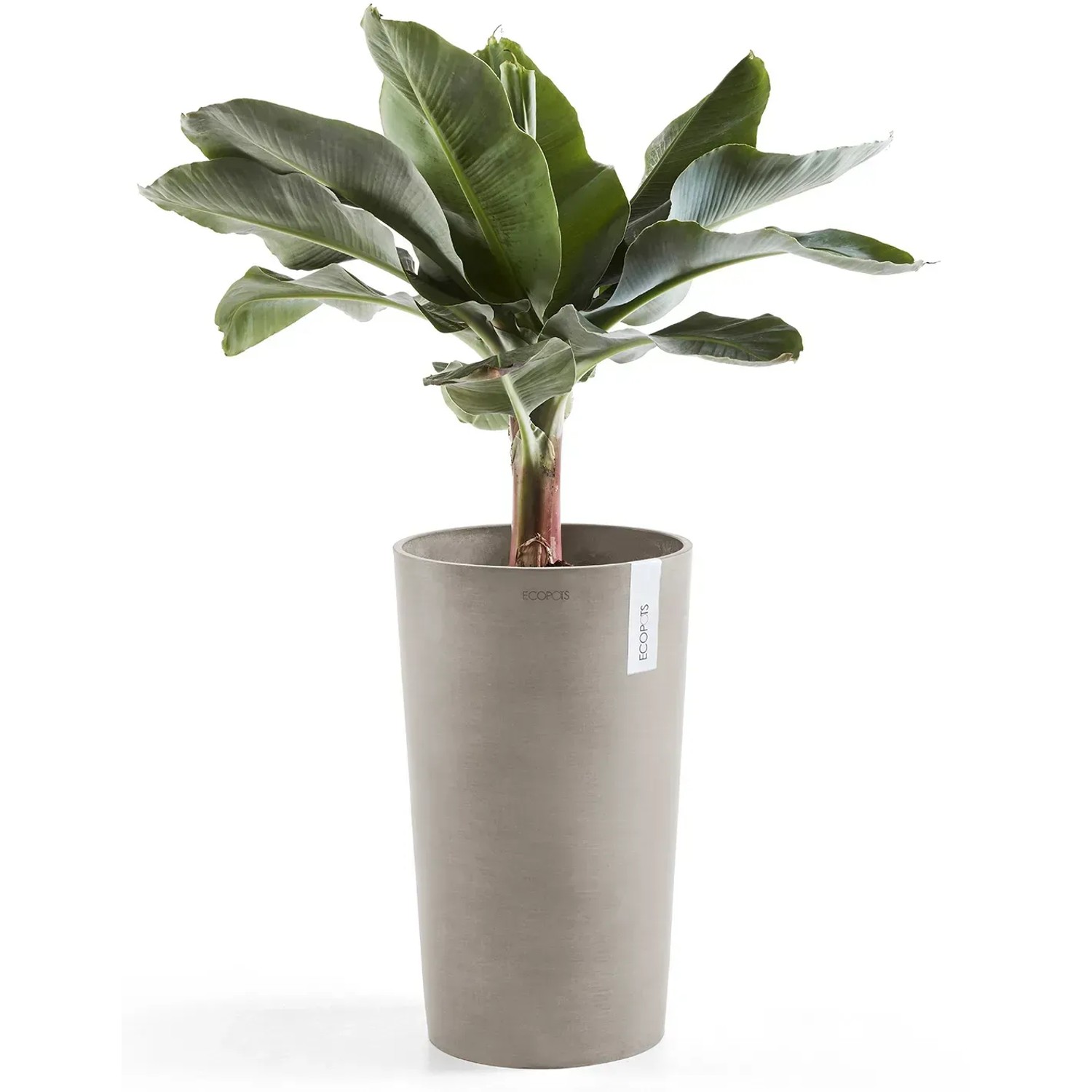 Ecopots Amsterdam Pflanztopf, halbhoch, braungrau, 50 cm, mit grüner Pflanze.
