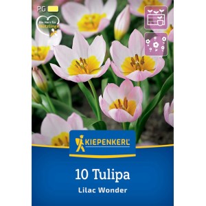 Kiepenkerl Wildtulpe Lilac Wonder, rosa-lila Blüte mit gelbem Zentrum, 10 Stück.