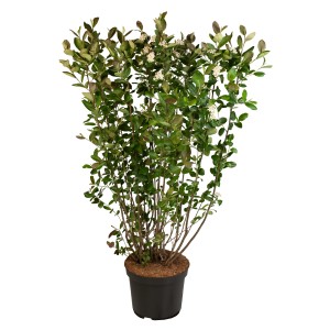 Apfelbeere Viking im Topf, ca. 30-40 cm hoch, mit grünen Blättern und weißen Blüten.