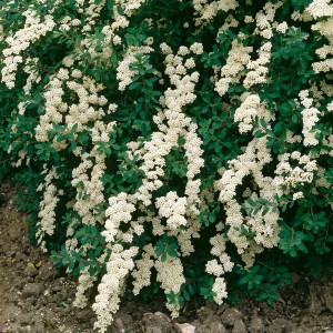 Üppig blühende, weiße Strauchspiere Snowmound (Spiraea) mit grünen Blättern.