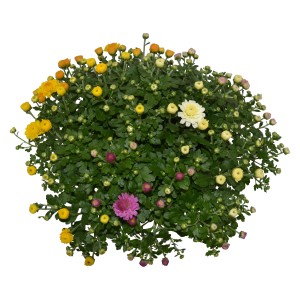 Herbst-Chrysantheme Trio im Topf mit gelben, weißen und pinken Blüten.