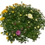 Herbst-Chrysantheme Trio im Topf mit gelben, weißen und pinken Blüten.