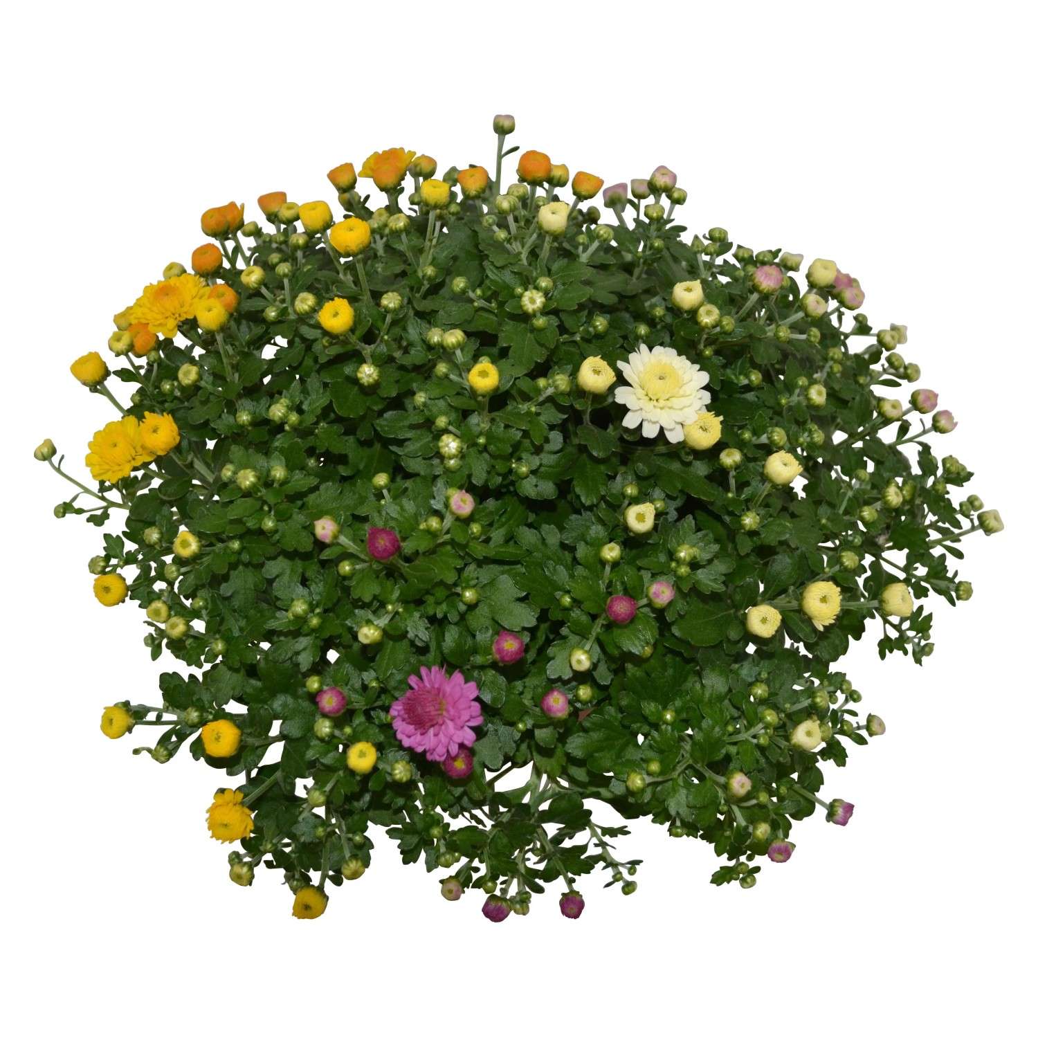 Herbst-Chrysantheme Trio im Topf mit gelben, weißen und pinken Blüten.