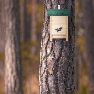 Fledermauskasten aus hellem Holz mit dunkelgrünem Dach und Fledermaus-Motiv, an einem Baumstamm im Wald.