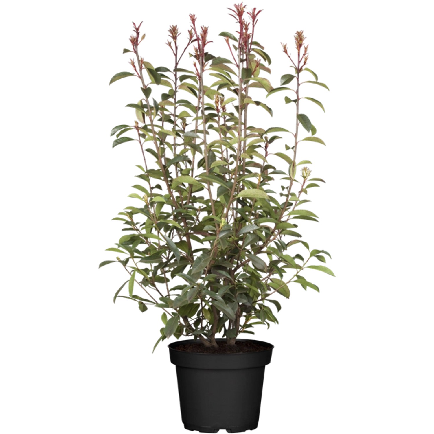 Photinia Fraseri Red Robin Glanzmispel Rot 100–125 cm günstig online kaufen