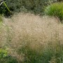 Goldene Waldschmiele (Deschampsia cespitosa) im Garten, Ziergras mit filigranen Blütenständen.
