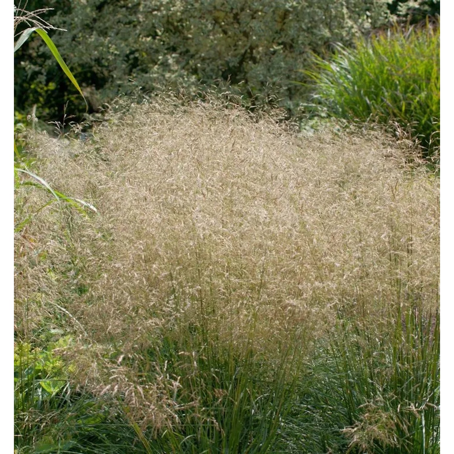 Waldschmiele Goldtau - Deschampsia cespitosa