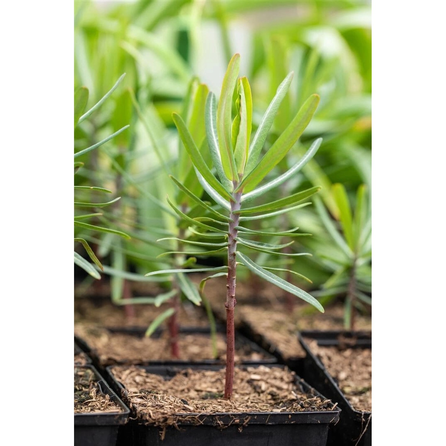 Euphorbia Lathyris Kreuzblättrige Wolfsmilch Ca 11x11 cm Topf günstig online kaufen
