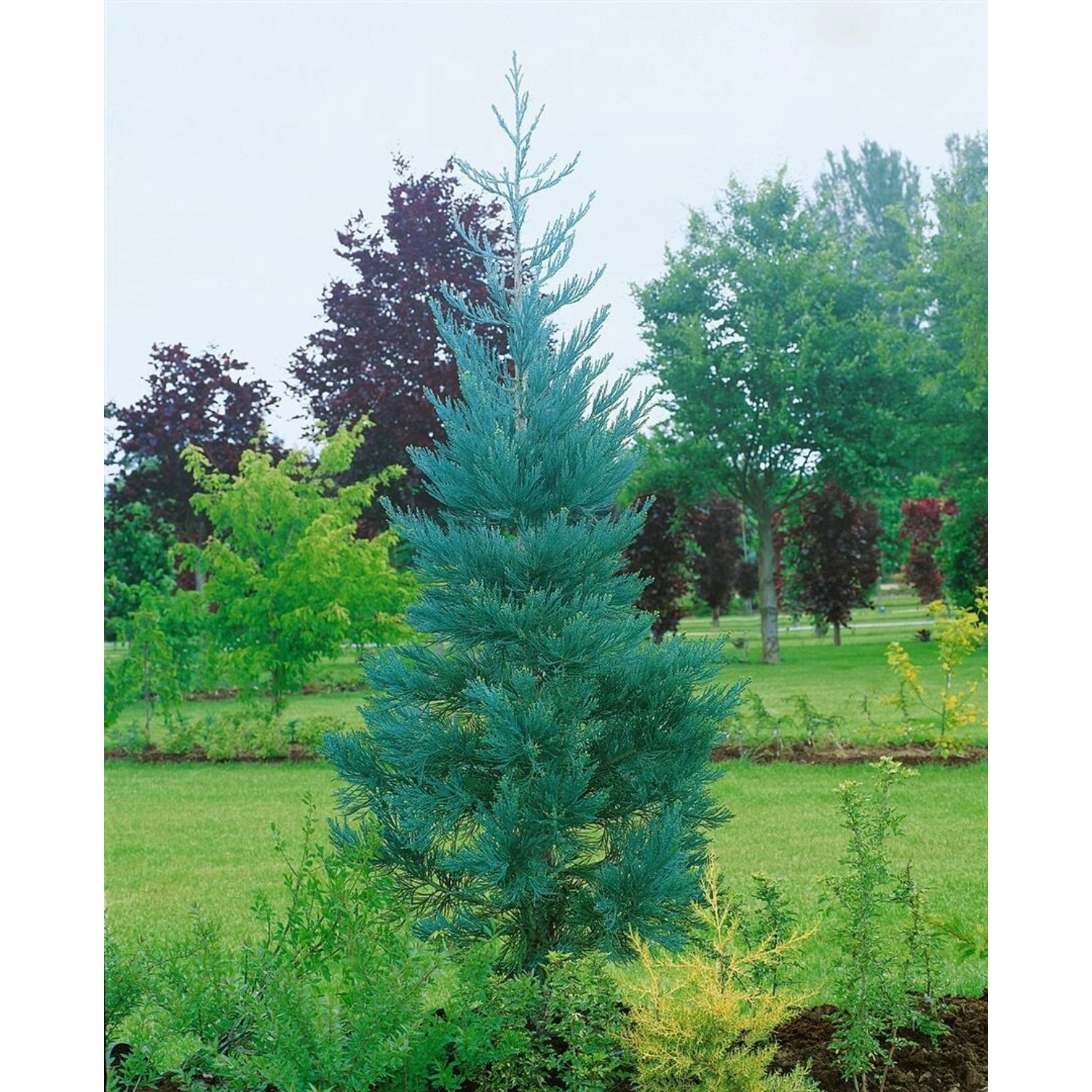 Sequoiadendron Giganteum Glaucum Mammutbaum Blaugrün 80–100 cm günstig online kaufen
