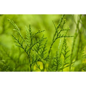 Nahaufnahme der grünen Blätter einer Thuja 'Excelsa' Heckenpflanze.