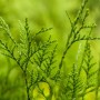 Nahaufnahme der grünen Blätter einer Thuja 'Excelsa' Heckenpflanze.
