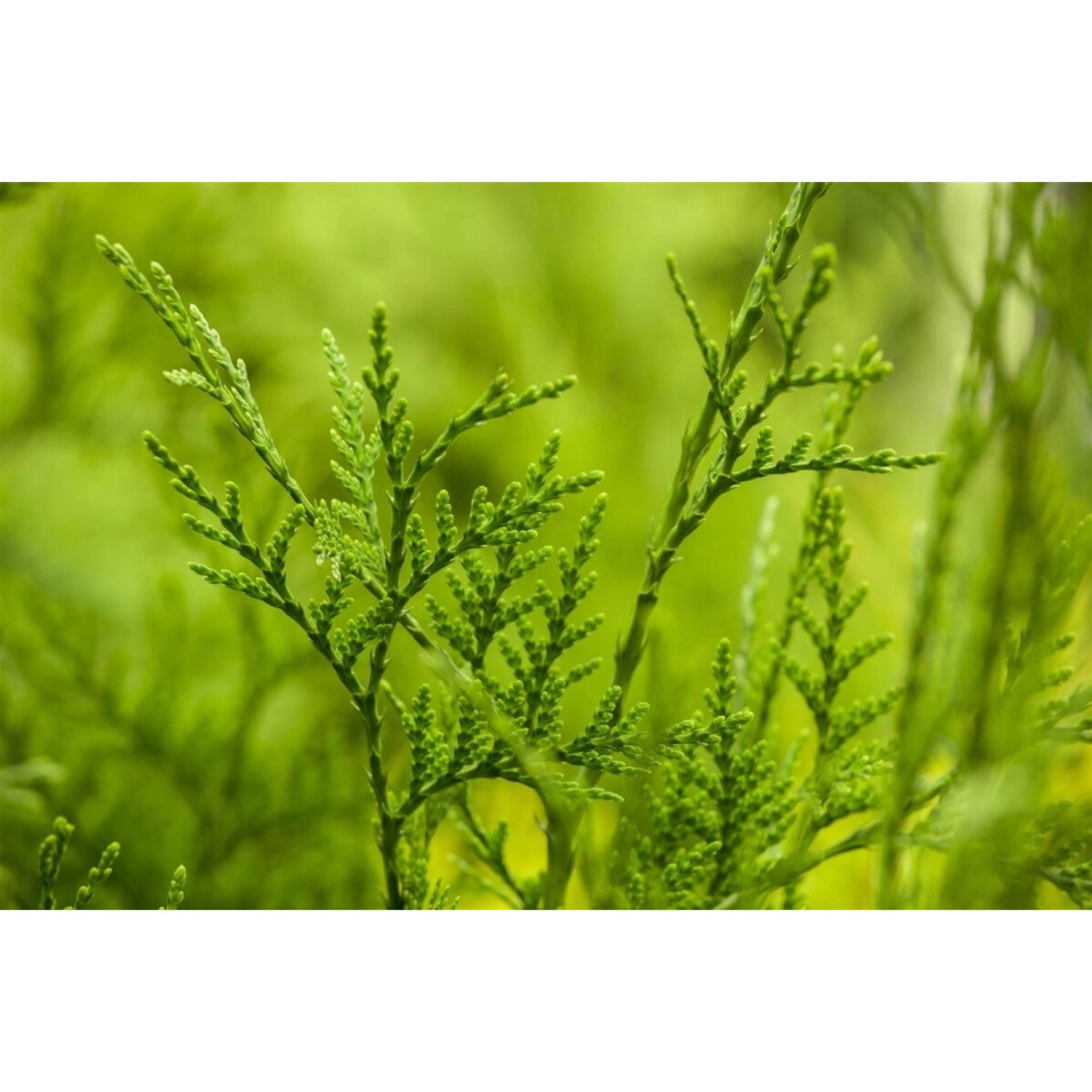 Thuja plicata 'Excelsa' 125-150 cm günstig online kaufen