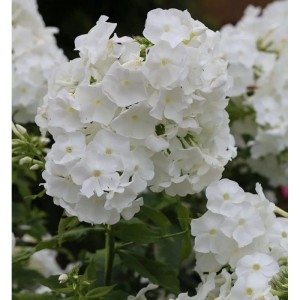 Nahaufnahme der weißen Blüten der Hohen Flammenblume Younique White (Phlox paniculata).
