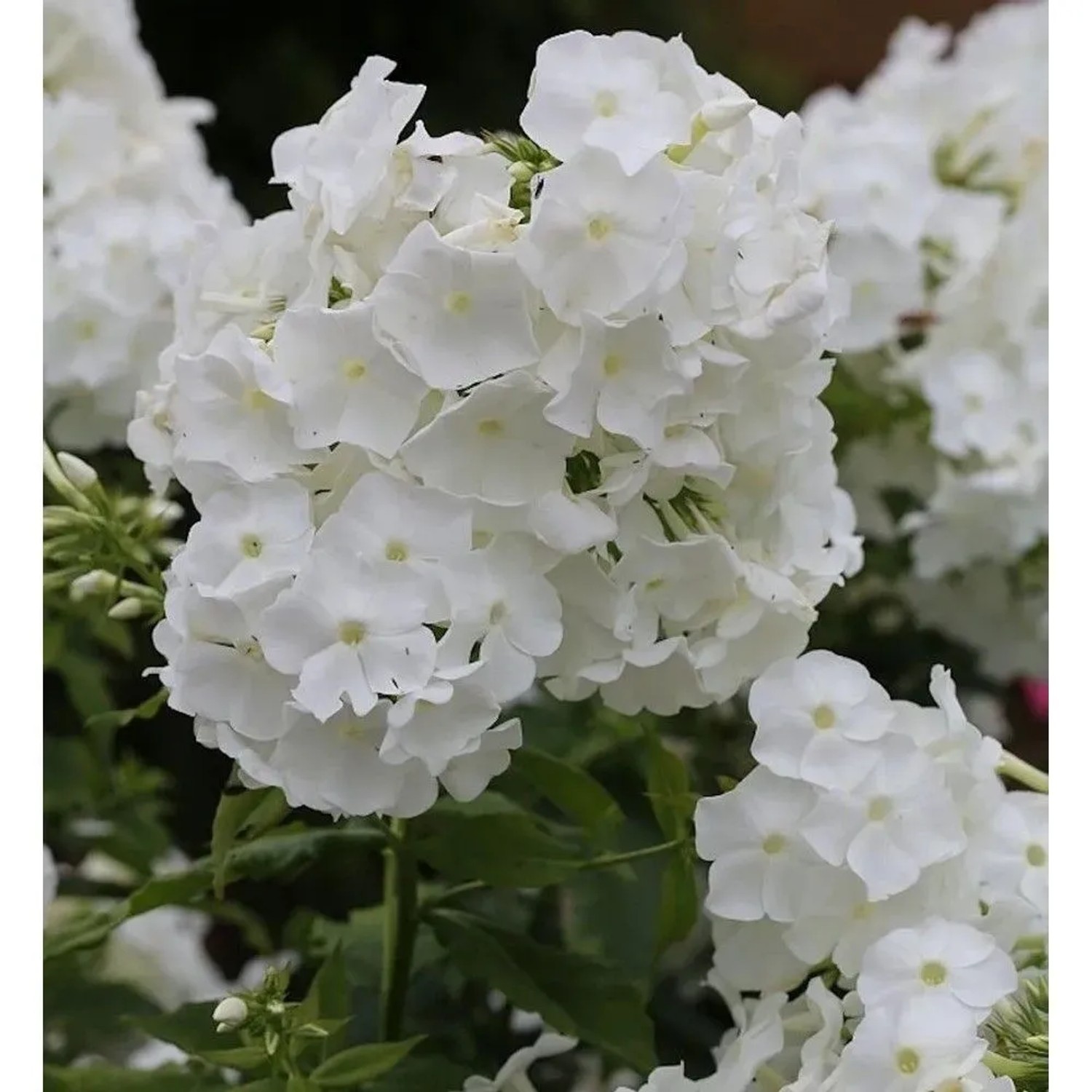 Hohe Flammenblume Younique White - Phlox paniculata