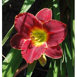 Nahaufnahme der Taglilie 'Roses in Snow' mit burgunderroten Blütenblättern und gelbem Zentrum.