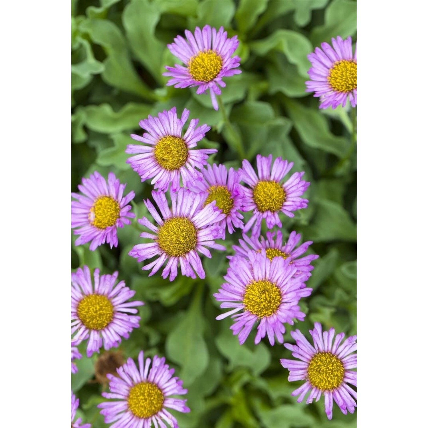 Erigeron Speciosus Rosa Juwel Prärieaster Ca. 9x9 cm Topf günstig online kaufen