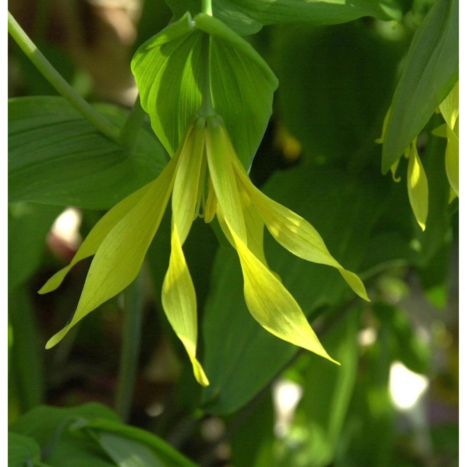 Trauerglocke - Uvularia sessilifolia günstig online kaufen