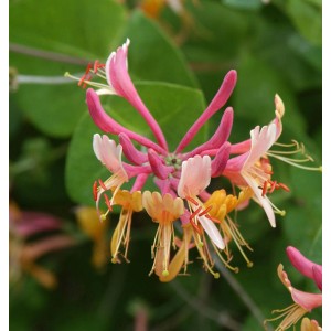 Blühende Feuer-Geißschlinge (Lonicera heckrottii) mit pink-gelben Blüten, Nahaufnahme.