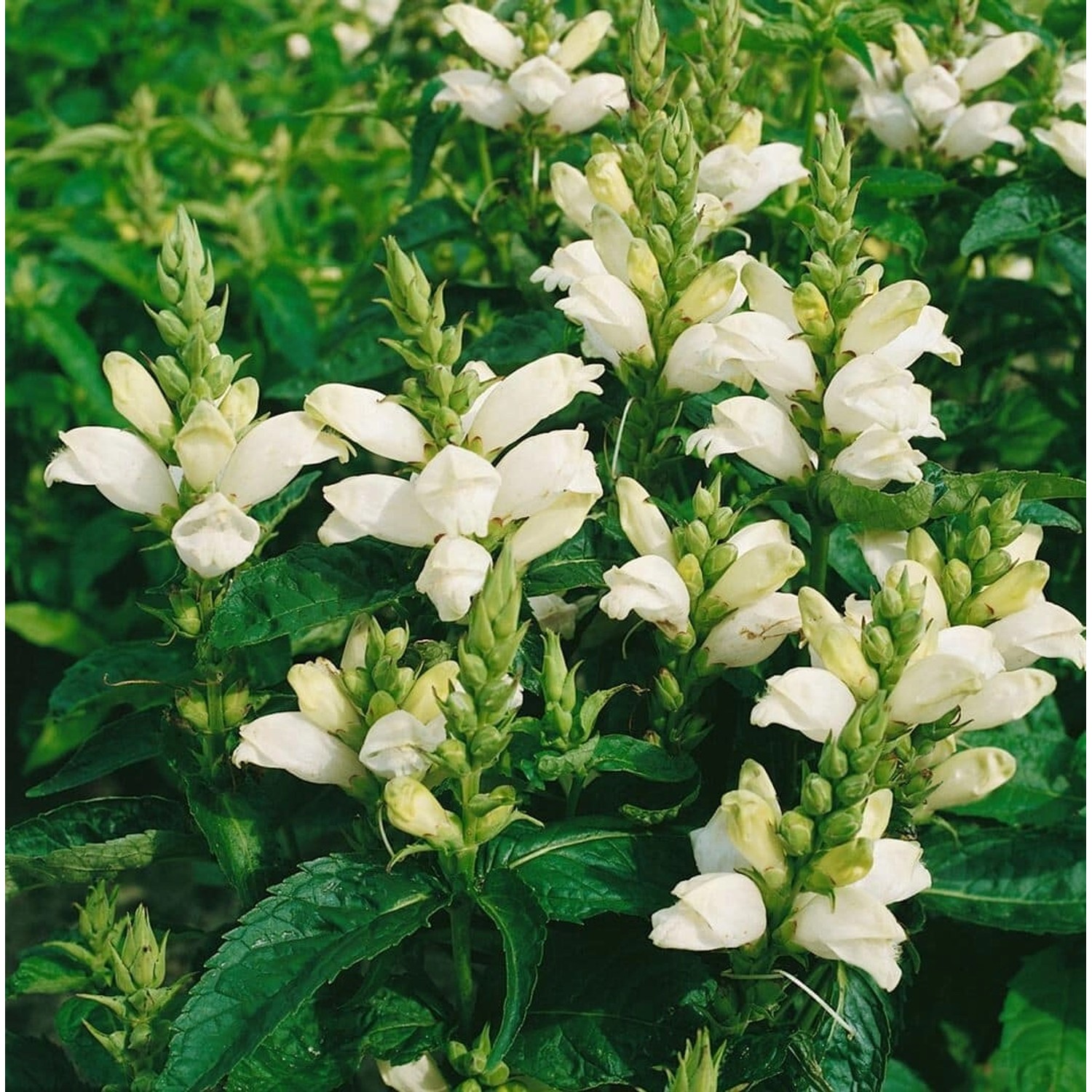 Chelone Obliqua Alba Schlangenkopf Ca. 9x9 cm Topf günstig online kaufen