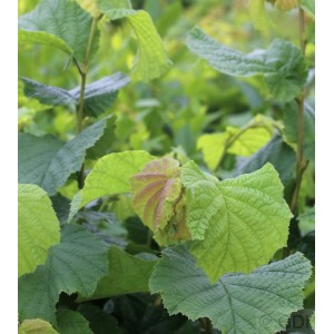 Foto eines Haselnussstrauchs (Corylus avellana) mit grünen Blättern. Laubstrauch für den Garten.