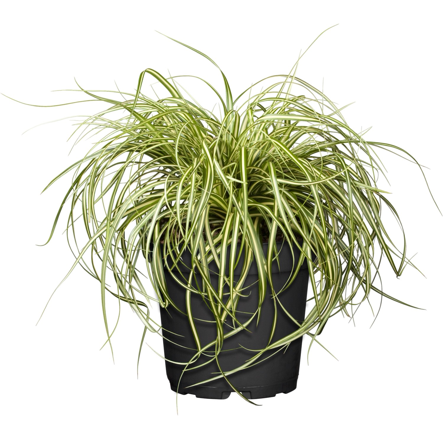 GROW by OBI Garten Segge Evergold Topf-Ø ca. 16 cm Carex