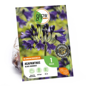 GROW by OBI Agapanthus Black Buddhist Blumenzwiebel mit dunkelblauen Blüten.