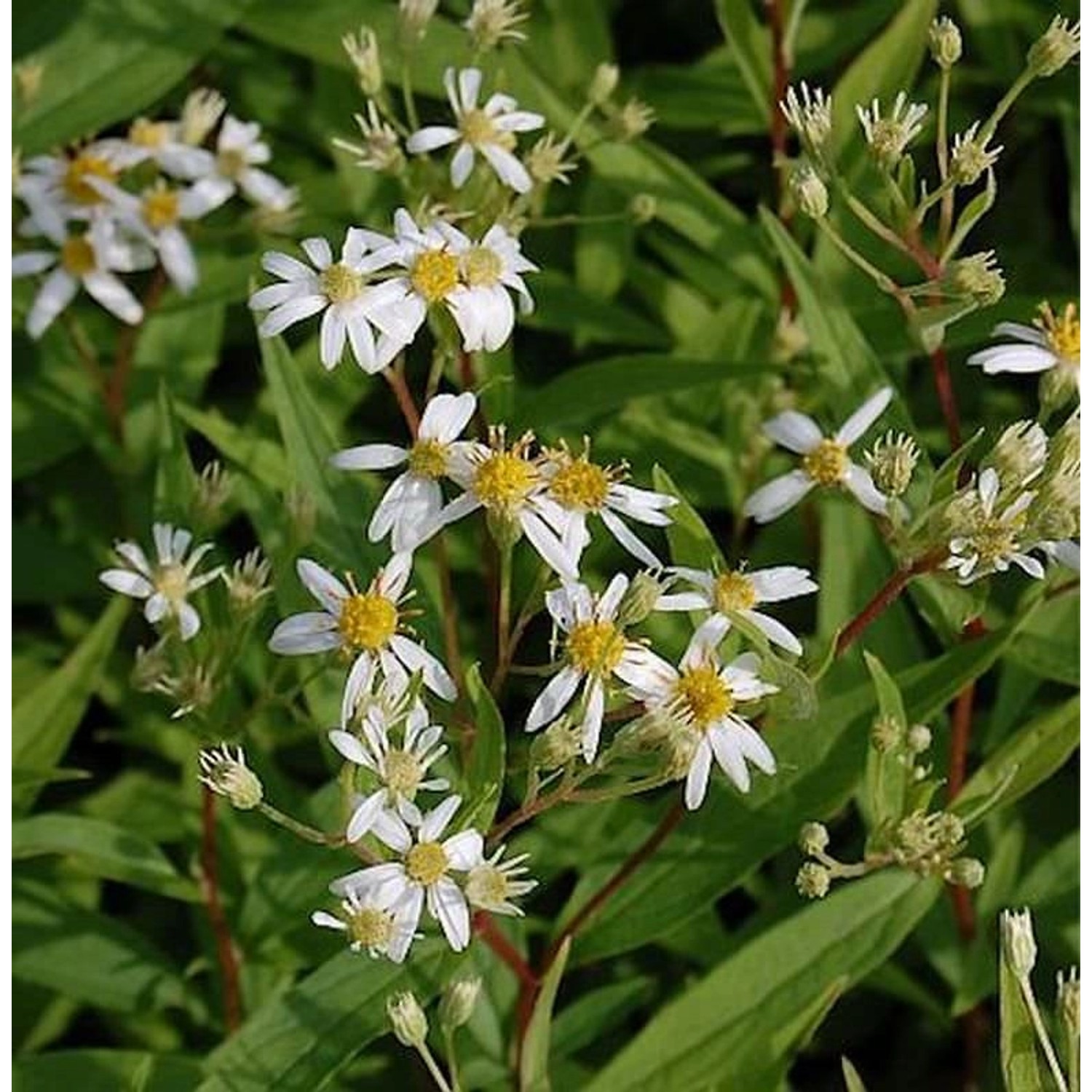 Doldenblütige Aster Weißer Schirm - Aster umbellatus günstig online kaufen