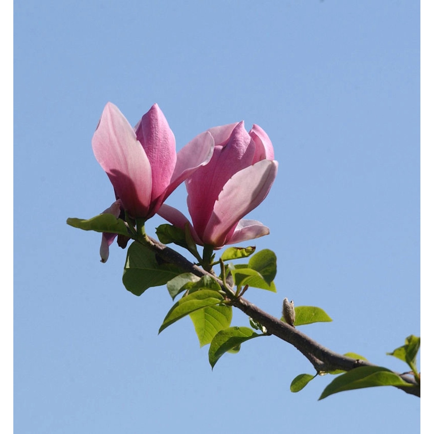 Magnolie Apollo 60-80cm - Magnolia günstig online kaufen