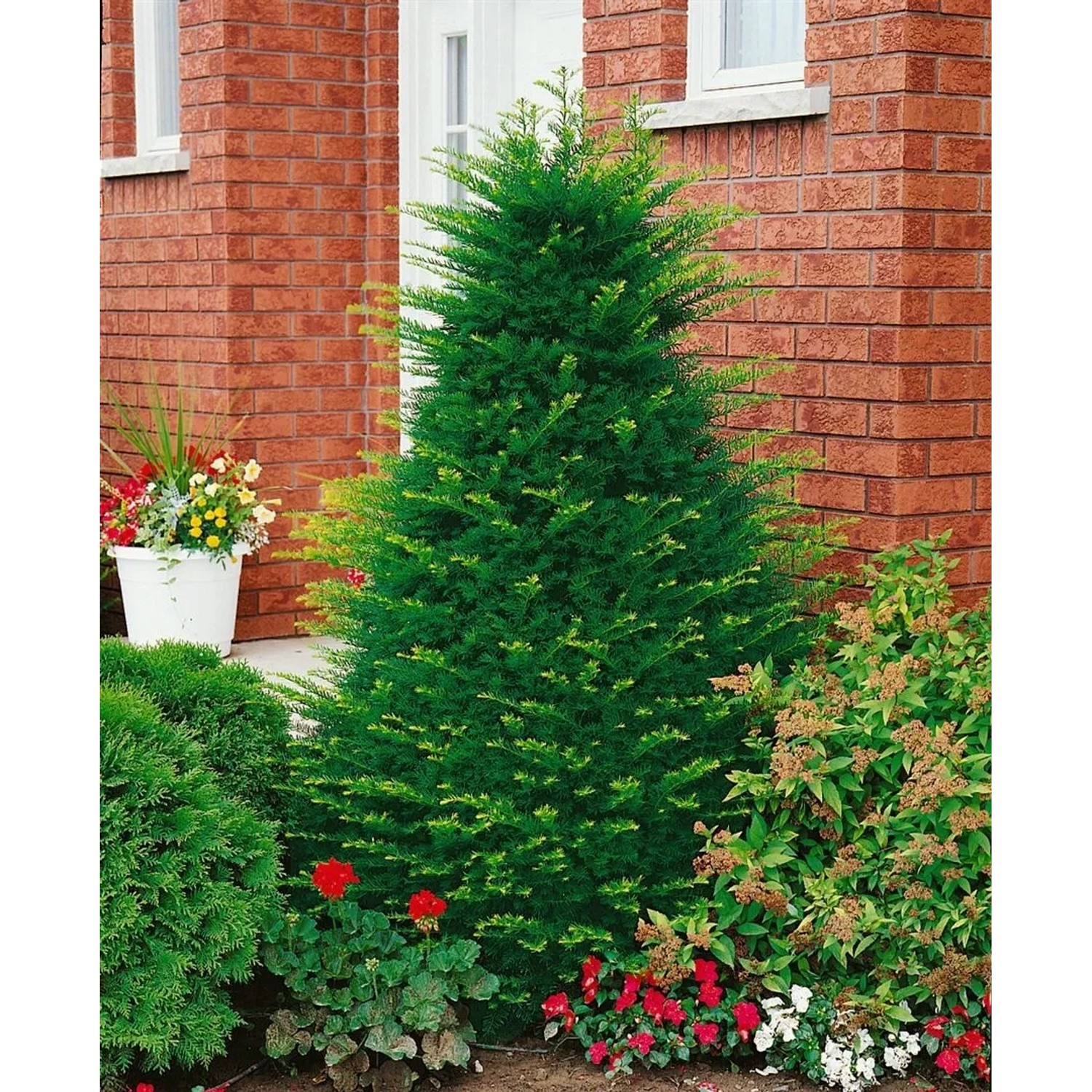 Pflanzen fr dich Japanische Eibe immergrne Hecke 30-40 cm kaufen bei OBI