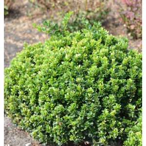 Grüne Berberitze Green Sapphire (Berberis thunbergii), 15-20cm, Strauch für Garten und Hecke.