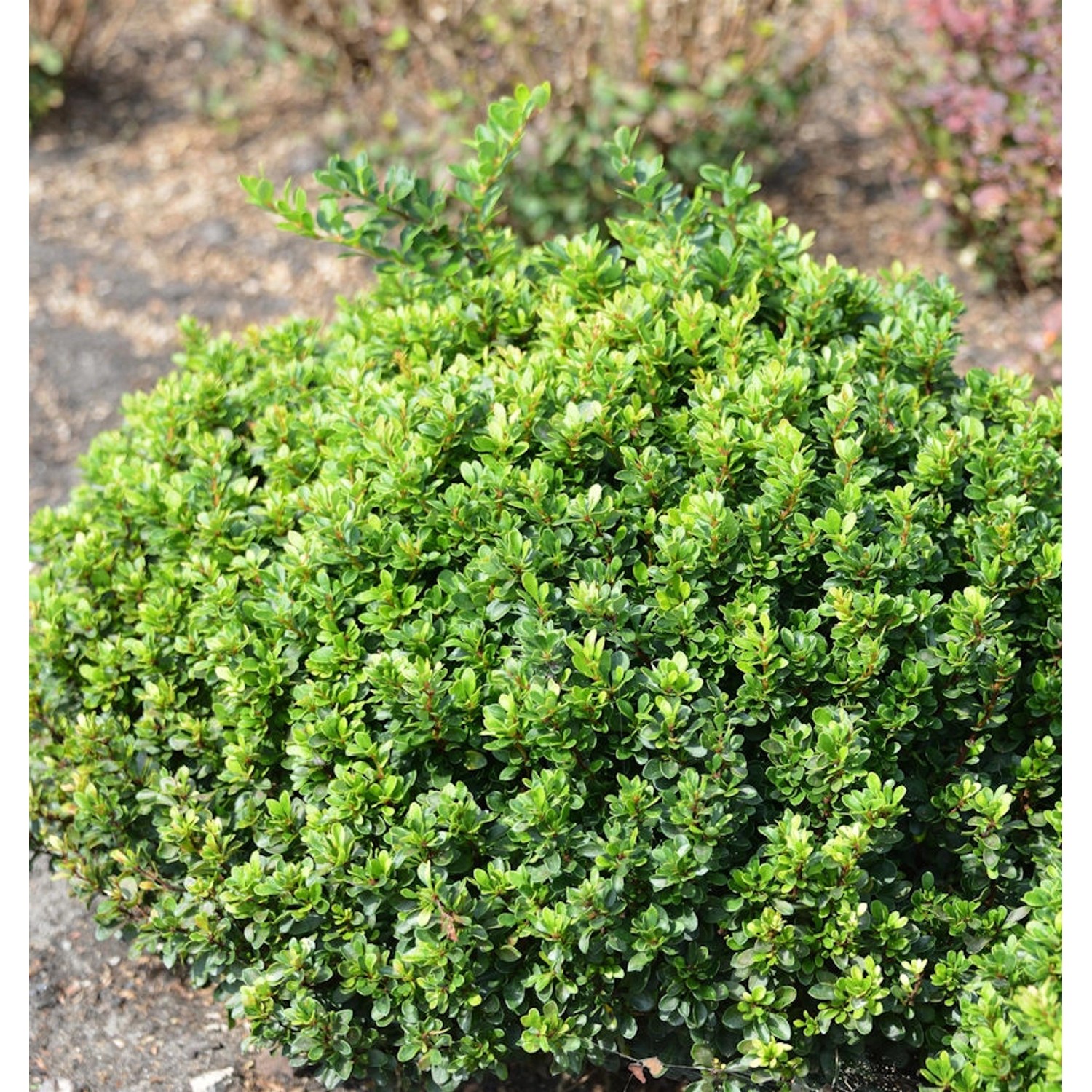 Berberitze Green Sapphire 15-20cm - Berberis thunbergii günstig online kaufen