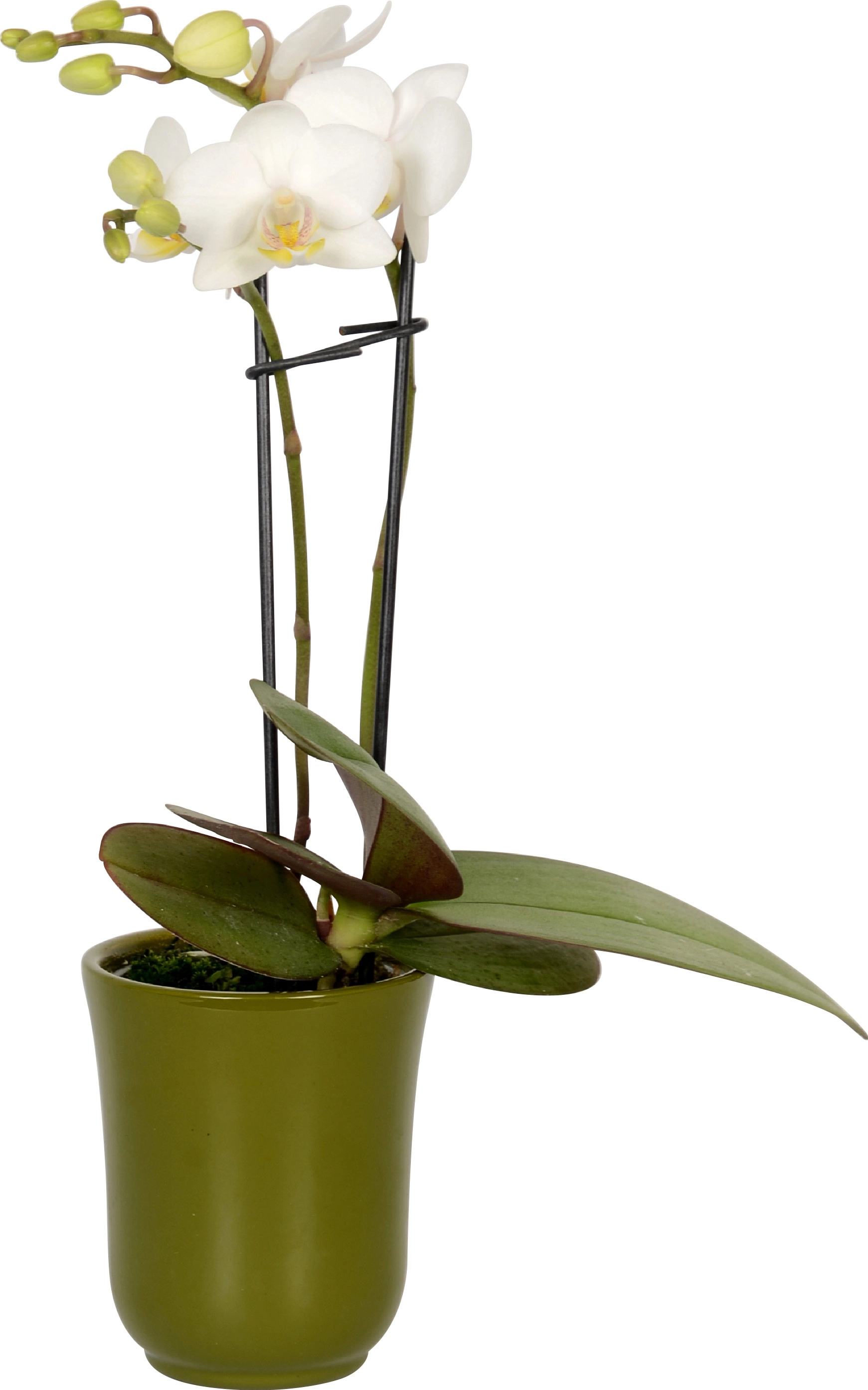 cm Schmetterlings-Orchidee Keramik Mini OBI in 2-Trieber Topf-Ø 6 bei kaufen