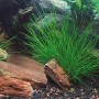 Dennerle Plants Eleocharis Acicularis Aquariumpflanze im Aquarium mit Steinen und Kies.